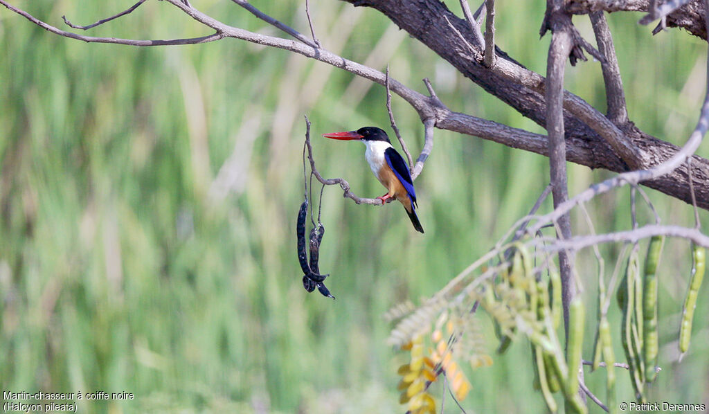 Black-capped Kingfisher