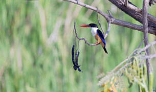 Black-capped Kingfisher