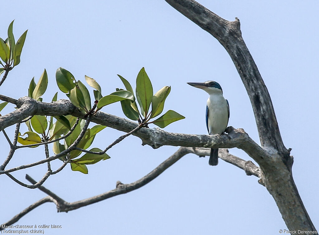 Collared Kingfisher