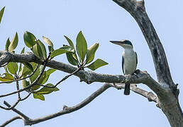 Collared Kingfisher