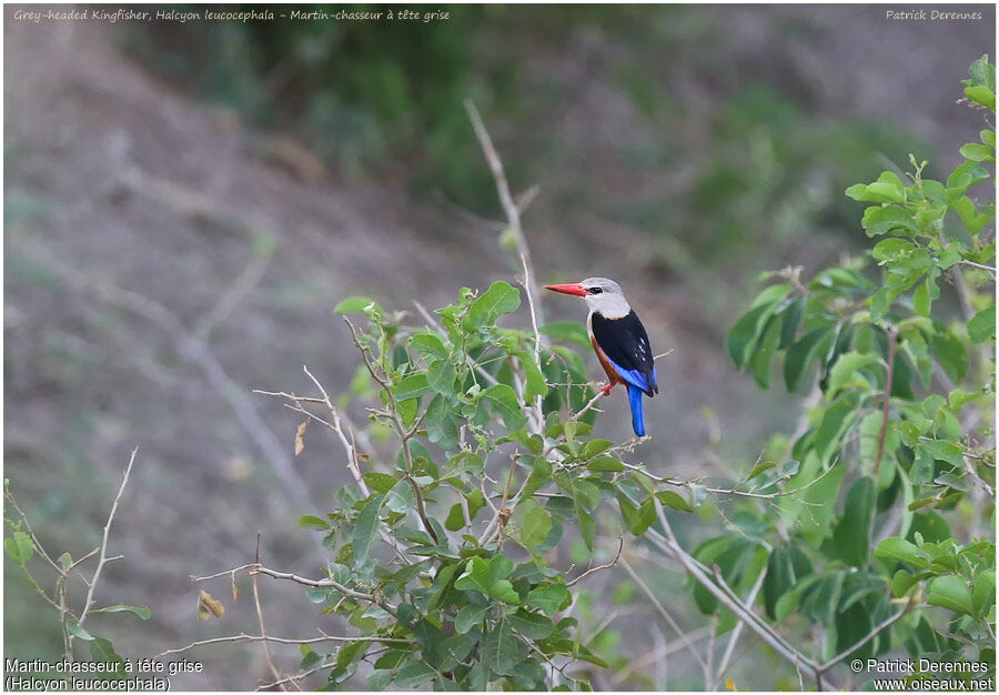 Grey-headed Kingfisheradult, identification