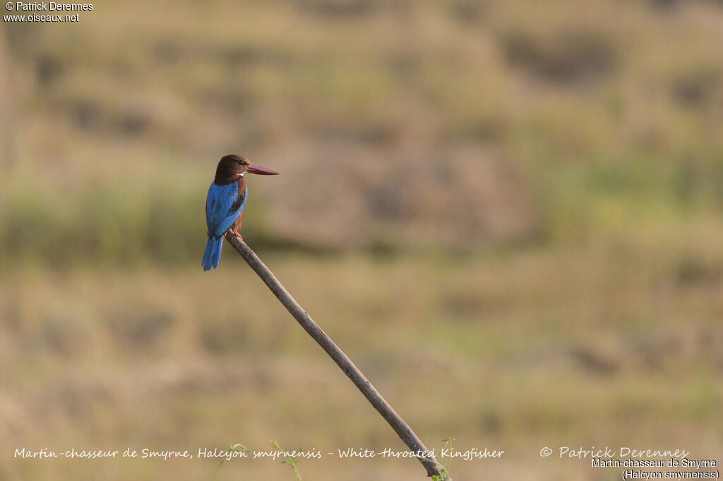 White-throated Kingfisher, identification, habitat