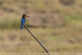 White-throated Kingfisher