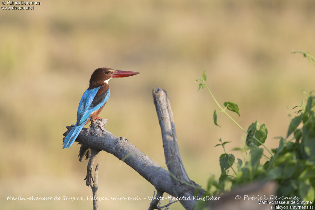 White-throated Kingfisher, identification, habitat