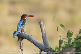 White-throated Kingfisher