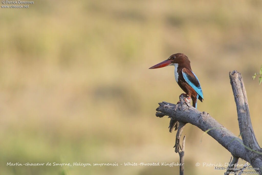 White-throated Kingfisher, identification, habitat