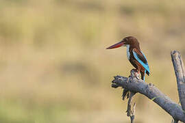 White-throated Kingfisher