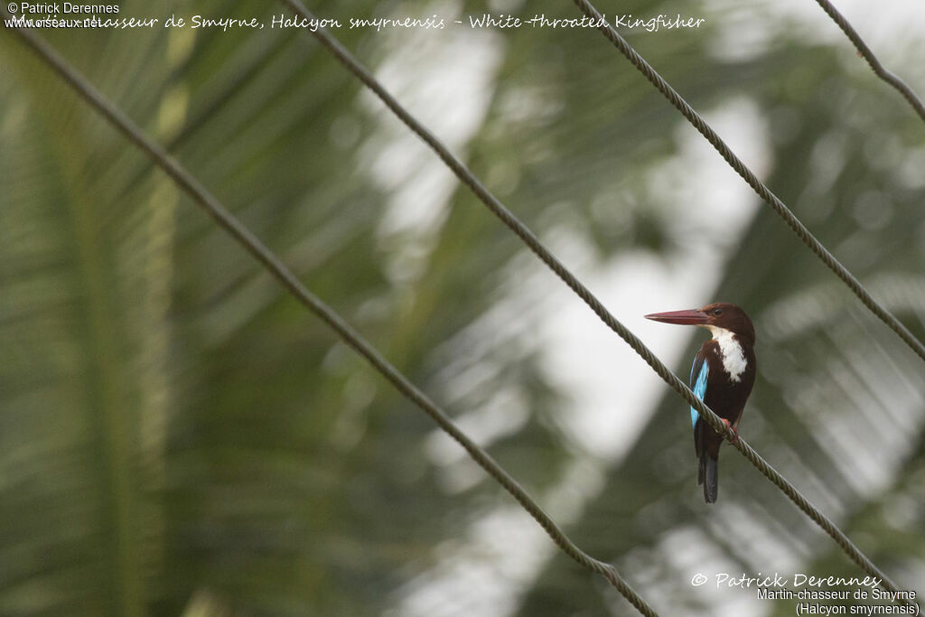 White-throated Kingfisher, identification, habitat