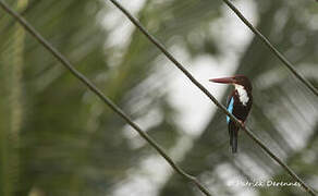 White-throated Kingfisher