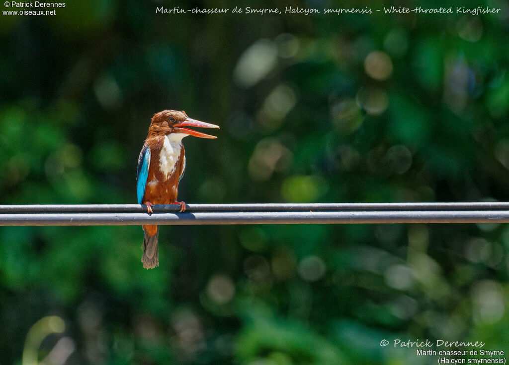 White-throated Kingfisher, identification, habitat