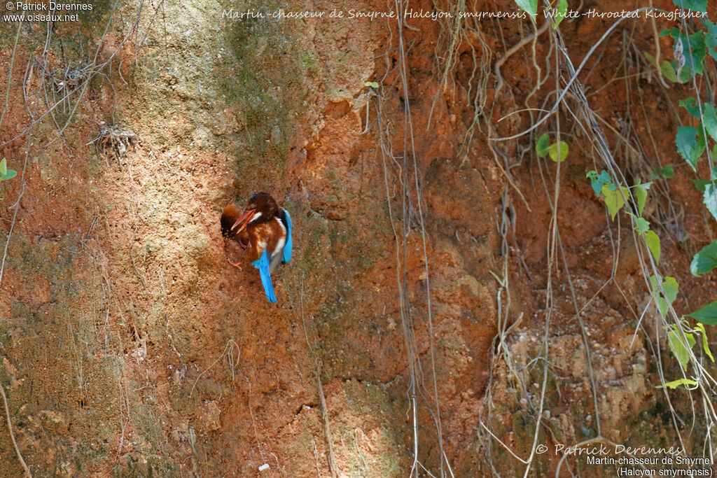 White-throated Kingfisher, identification, habitat, Reproduction-nesting