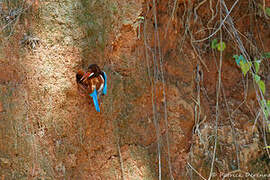 White-throated Kingfisher