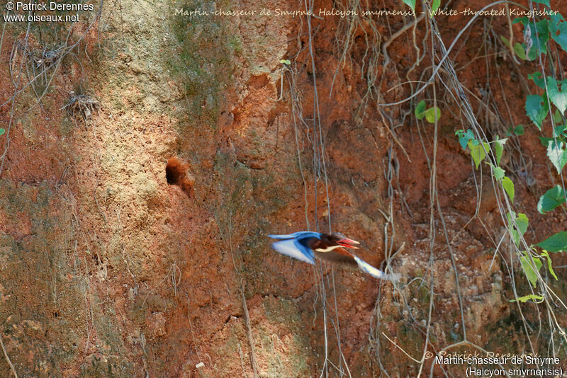 White-throated Kingfisher, identification, habitat, Flight, Reproduction-nesting