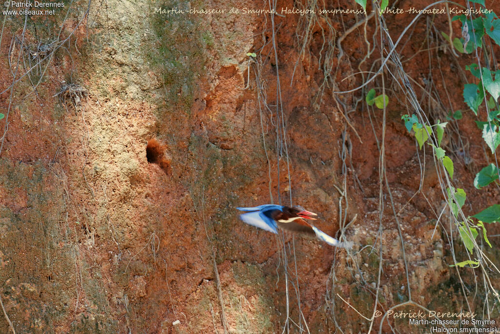 Martin-chasseur de Smyrne, identification, habitat, Vol, Nidification