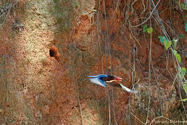 White-throated Kingfisher