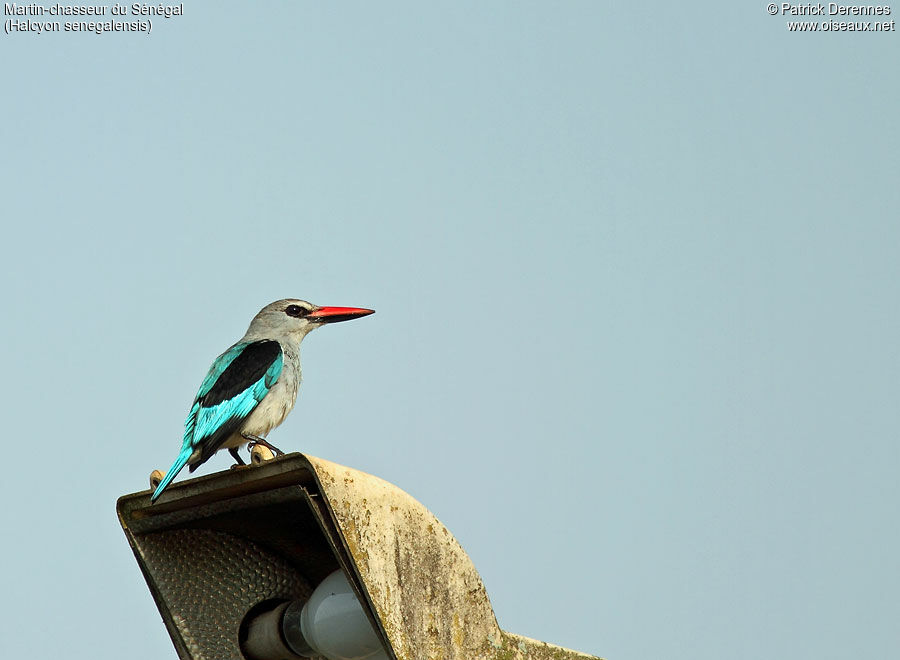 Woodland Kingfisher