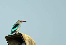 Woodland Kingfisher