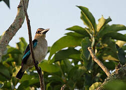 Woodland Kingfisher