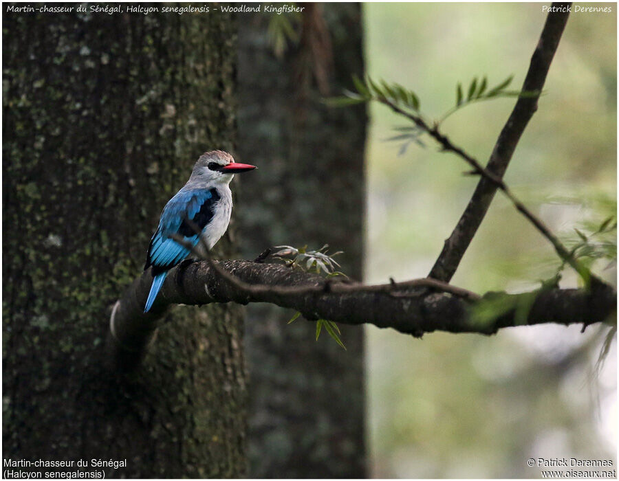 Woodland Kingfisher, identification