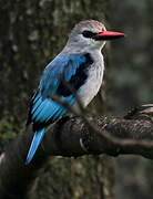 Woodland Kingfisher