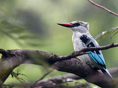 Woodland Kingfisher