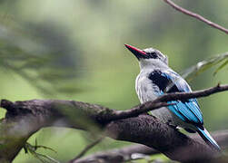 Woodland Kingfisher