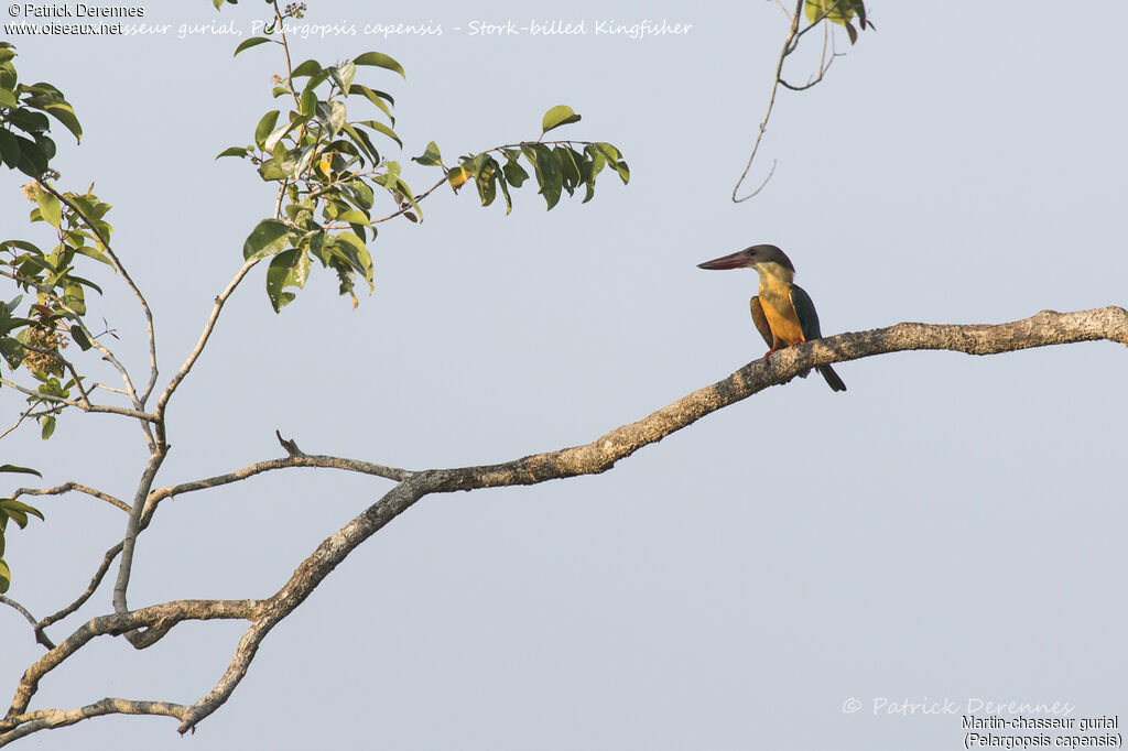 Martin-chasseur gurial, identification, habitat