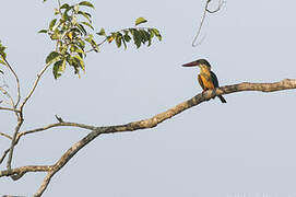 Stork-billed Kingfisher