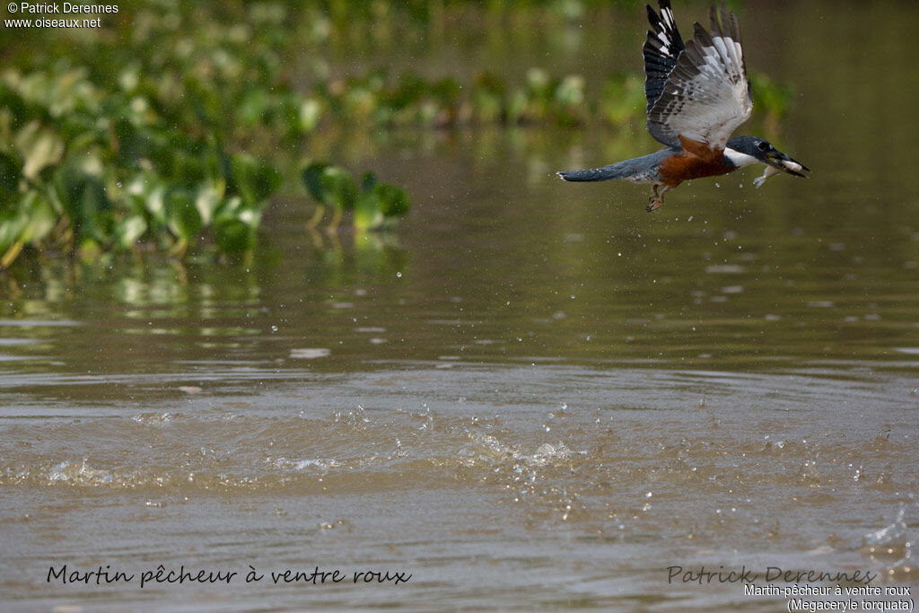 Ringed Kingfisher, identification, habitat, Flight, feeding habits, fishing/hunting