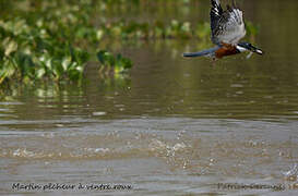 Ringed Kingfisher