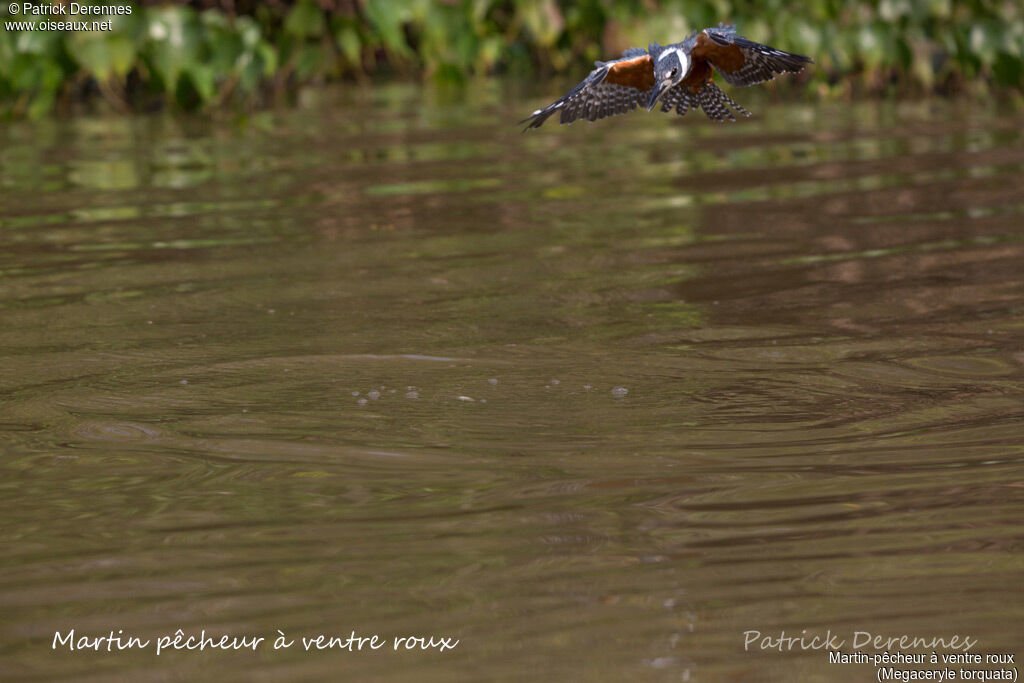 Ringed Kingfisheradult, identification, habitat, Flight, feeding habits, fishing/hunting