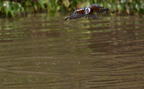 Ringed Kingfisher