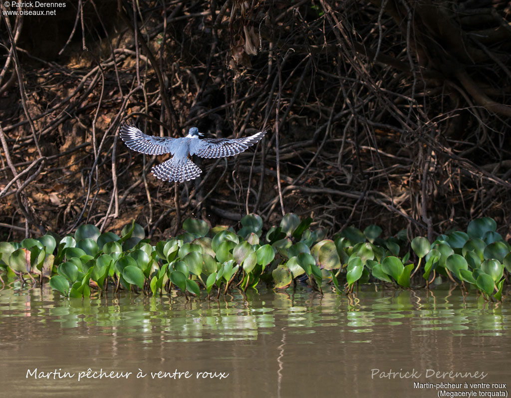 Martin-pêcheur à ventre roux, identification, habitat, composition, Vol