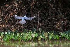 Ringed Kingfisher