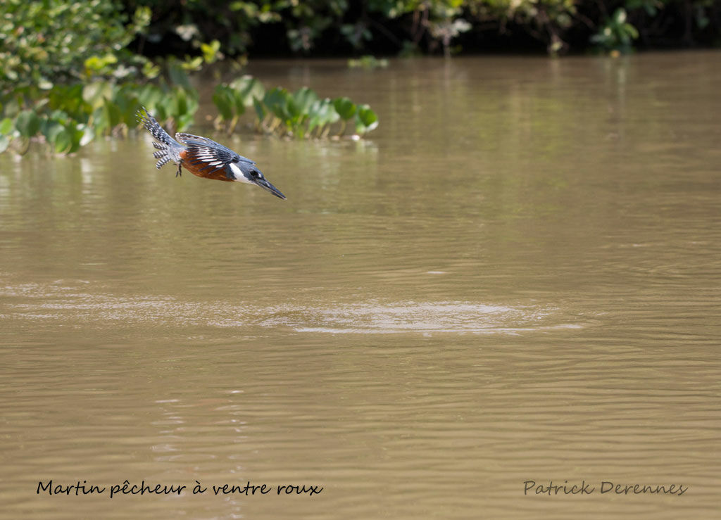 Martin-pêcheur à ventre roux, identification, habitat