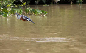 Ringed Kingfisher