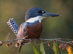 Ringed Kingfisher