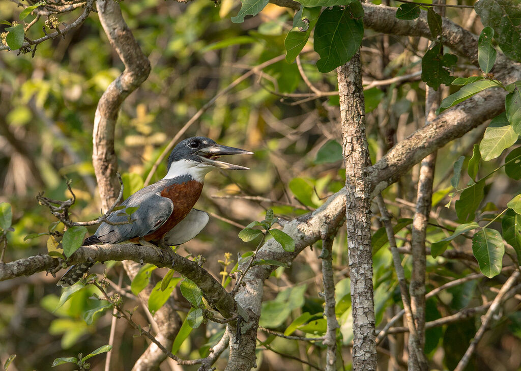 Ringed Kingfisher, identification, habitat