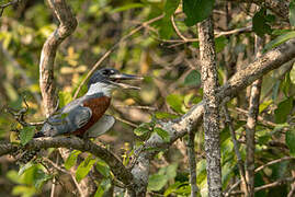 Ringed Kingfisher