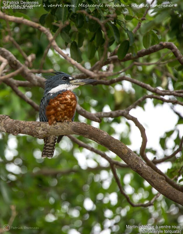 Ringed Kingfisher, identification