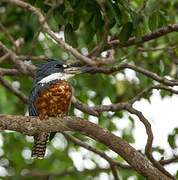 Ringed Kingfisher