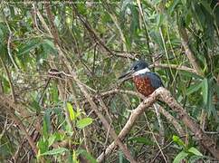 Ringed Kingfisher