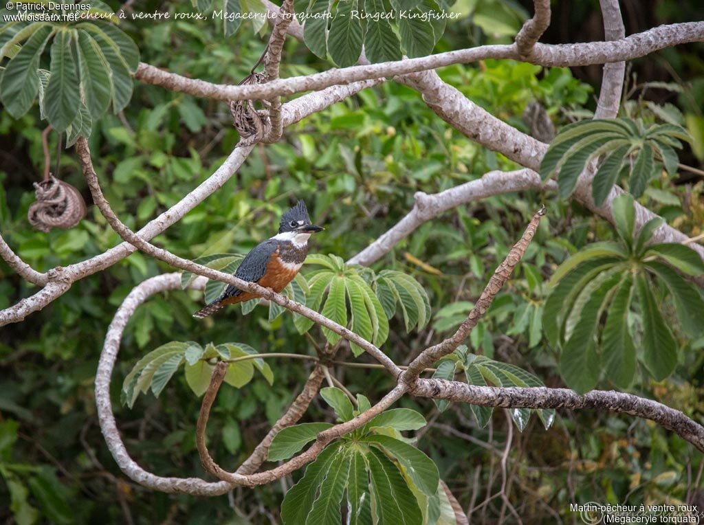 Ringed Kingfisher, identification, habitat