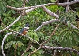 Ringed Kingfisher