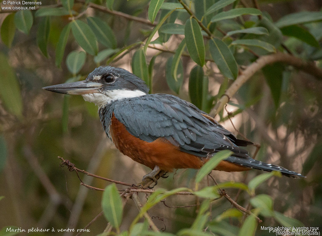 Ringed Kingfisher, identification, habitat