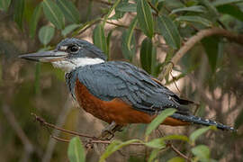 Ringed Kingfisher