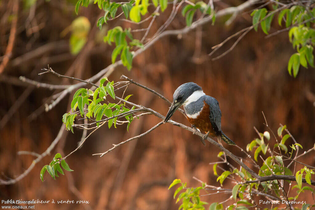 Ringed Kingfisher female adult, habitat, fishing/hunting