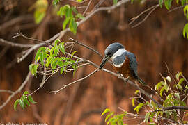 Ringed Kingfisher