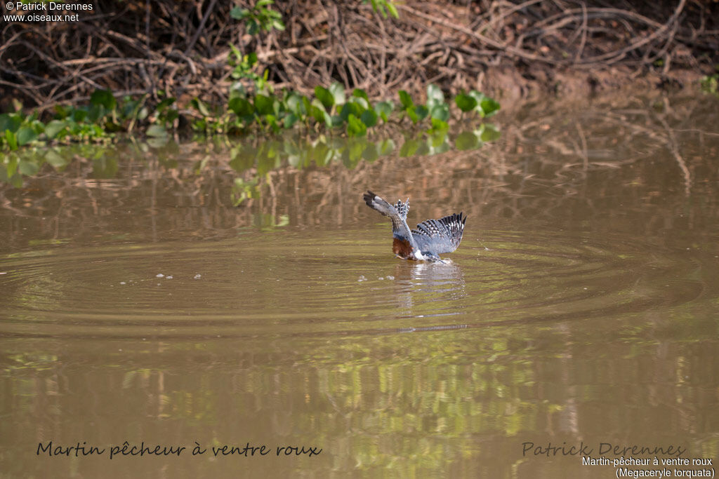 Martin-pêcheur à ventre roux, identification, habitat, Vol, régime, pêche/chasse