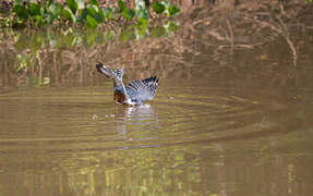 Ringed Kingfisher